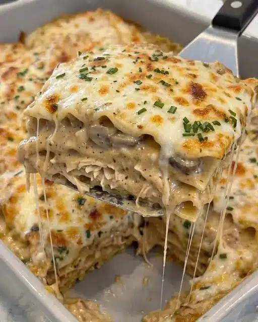 A single chicken alfredo lasagna roll served on a plate, garnished with fresh parsley and extra sauce.