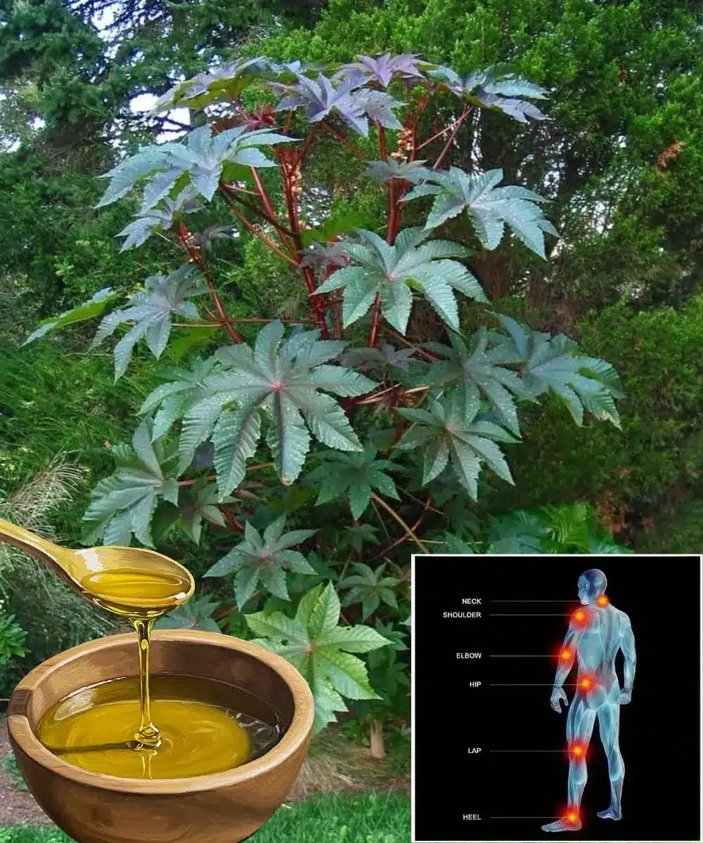 A person preparing a herbal poultice using green castor leaves for topical application.