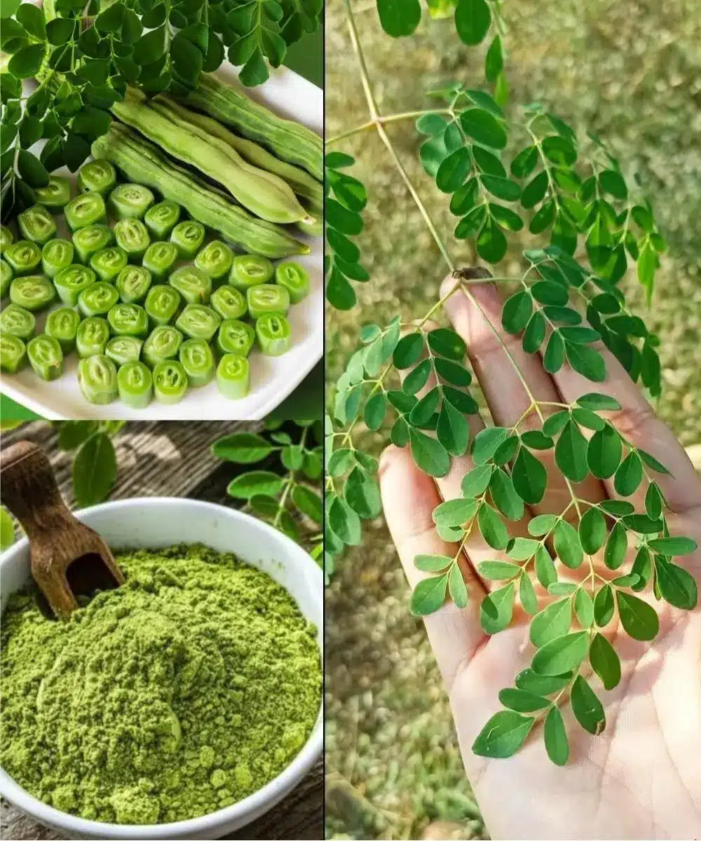 A green moringa smoothie in a glass jar, demonstrating a practical way to use the powder.