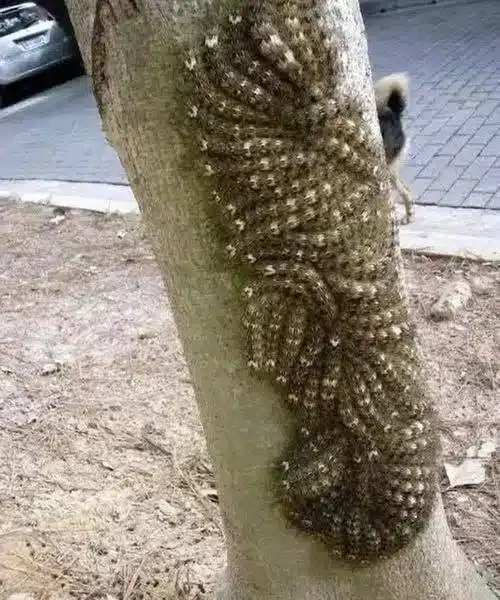 dangerous caterpillars on trees